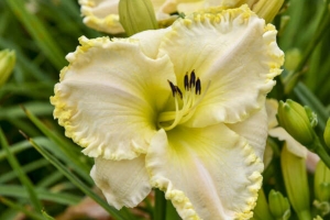 Hemerocallis 'Marque Moon' New 2024